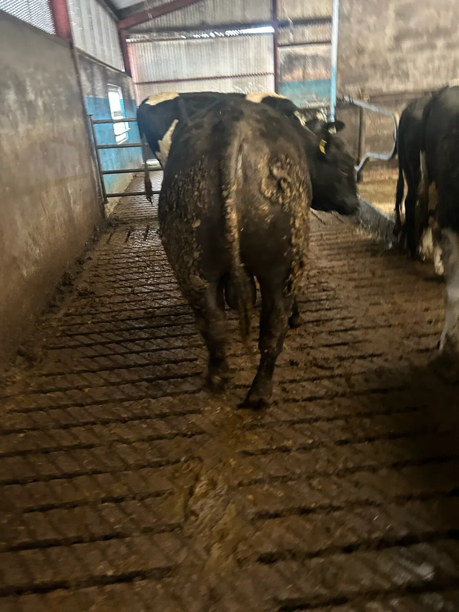 Aberdeen Angus Bull - Image 4