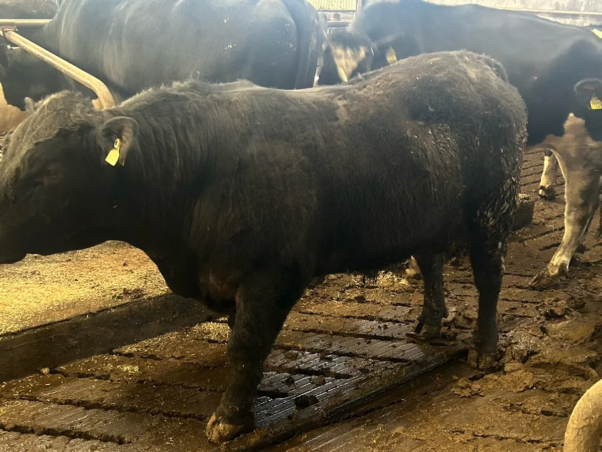 Aberdeen Angus Bull - Image 2