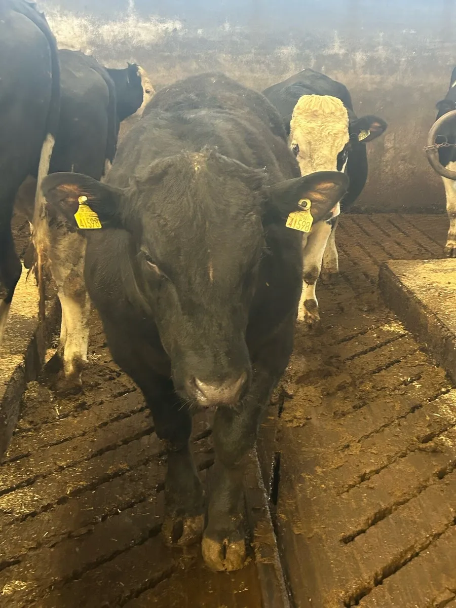 Aberdeen Angus Bull - Image 3