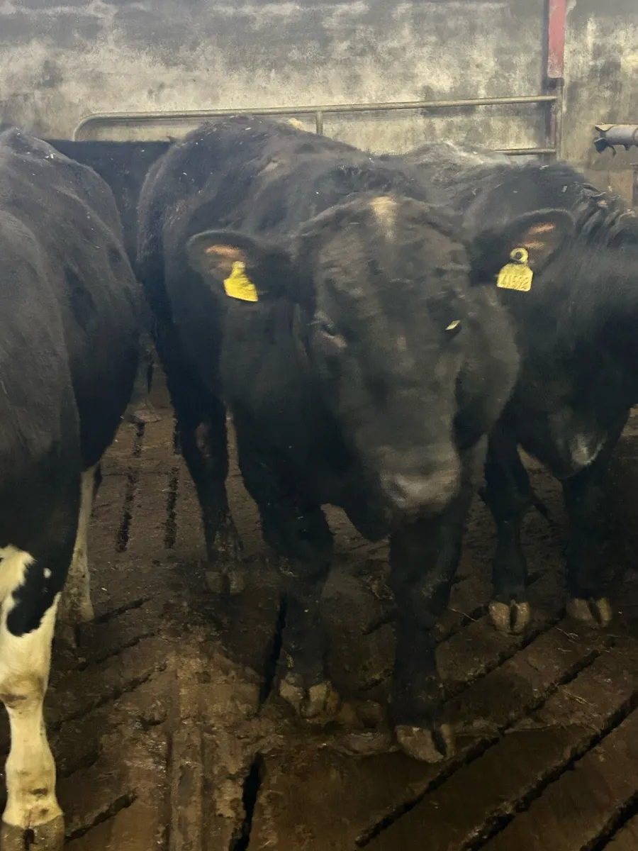 Aberdeen Angus Bull - Image 1