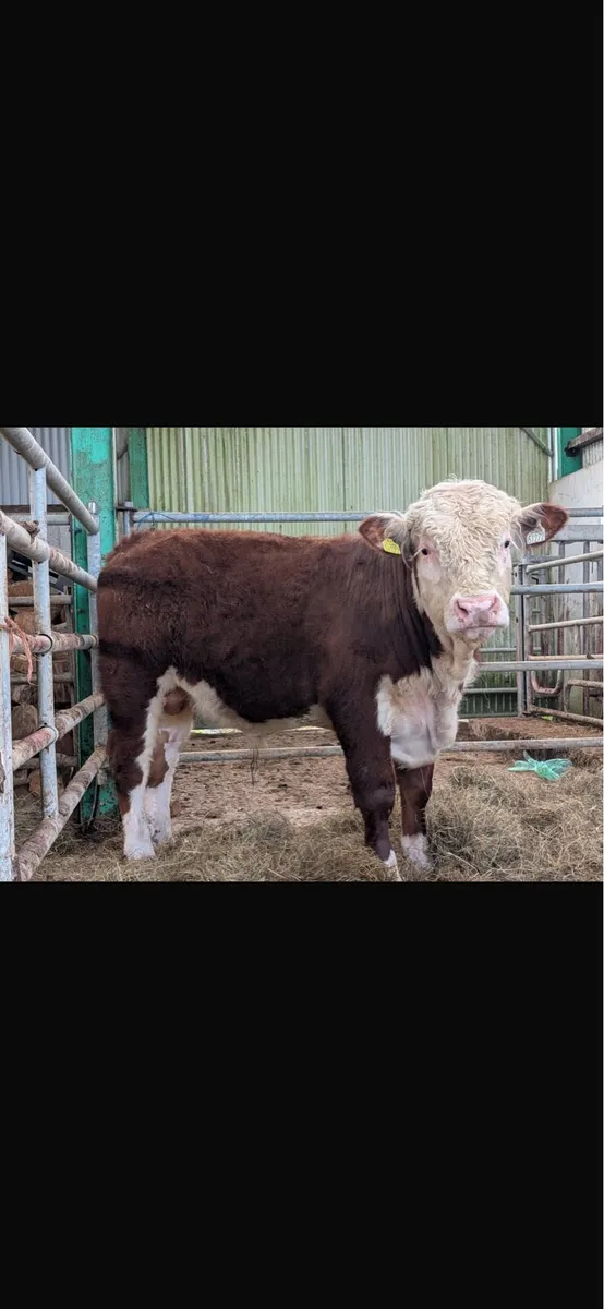 Hereford bull