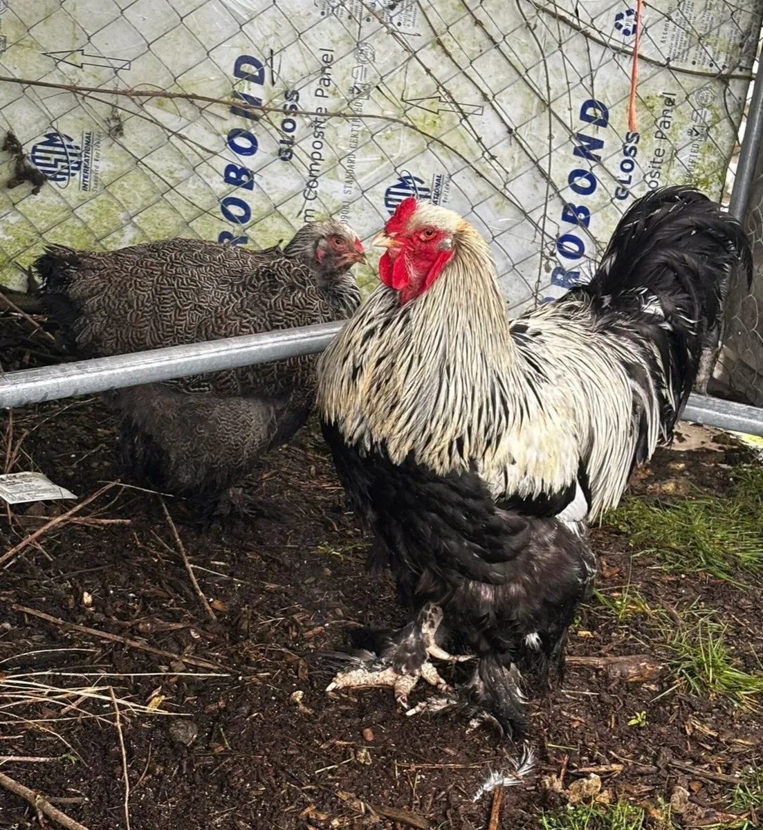 Hatching eggs - Image 2