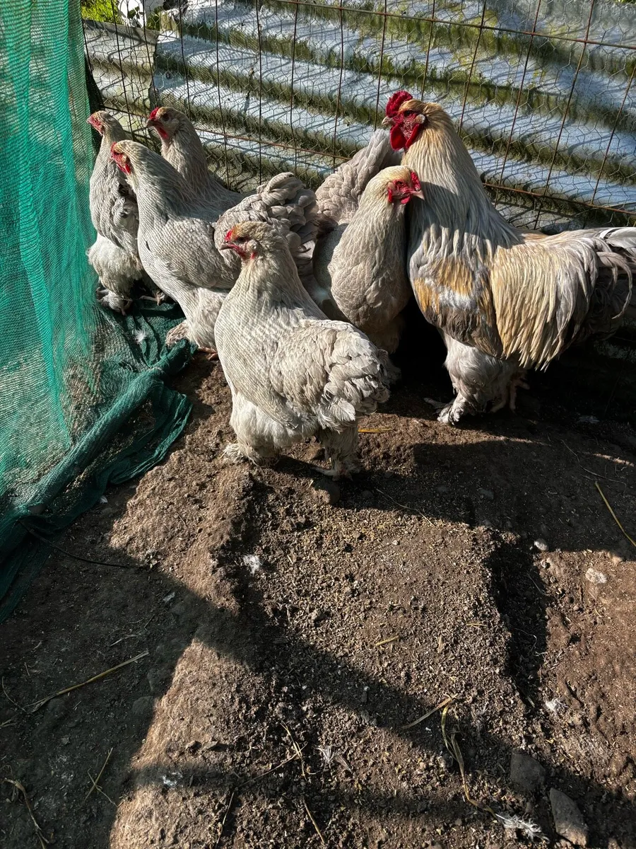 Hatching eggs - Image 3