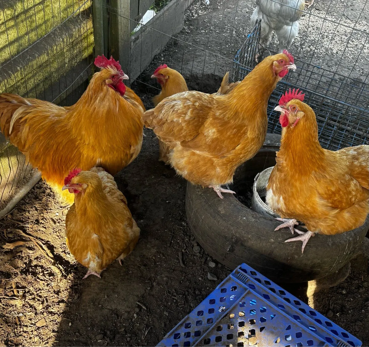 Hatching eggs - Image 1