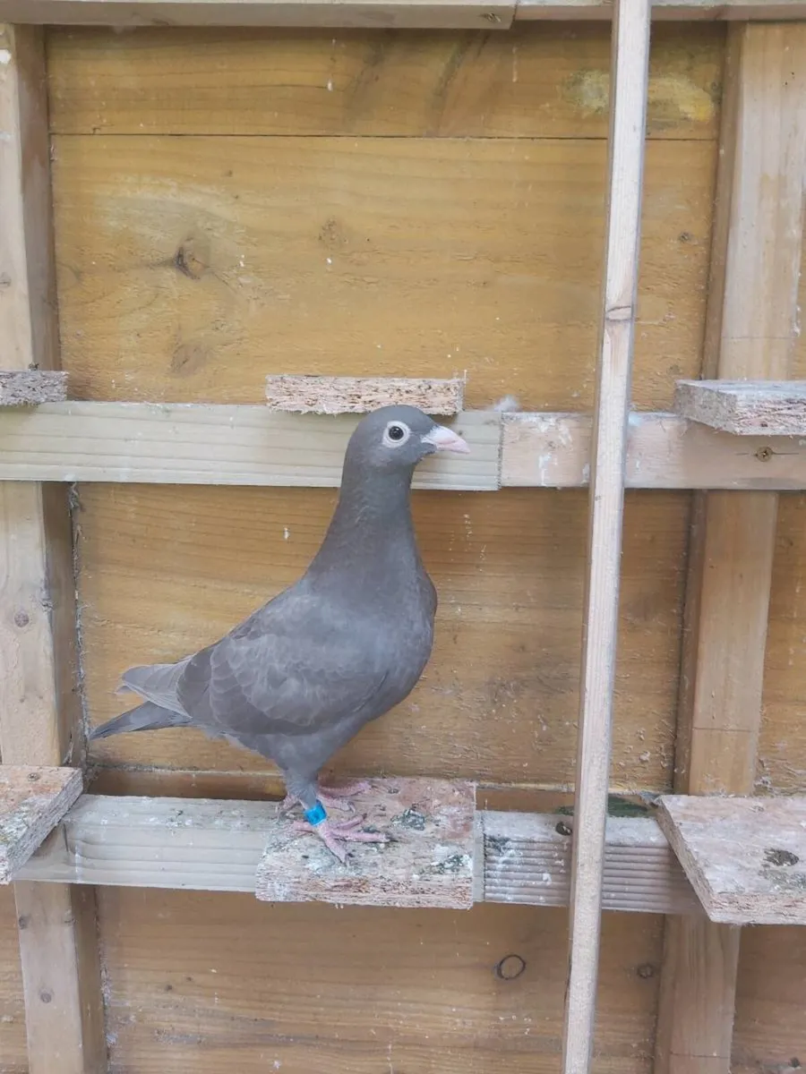 Coloured Racing pigeons - Image 2