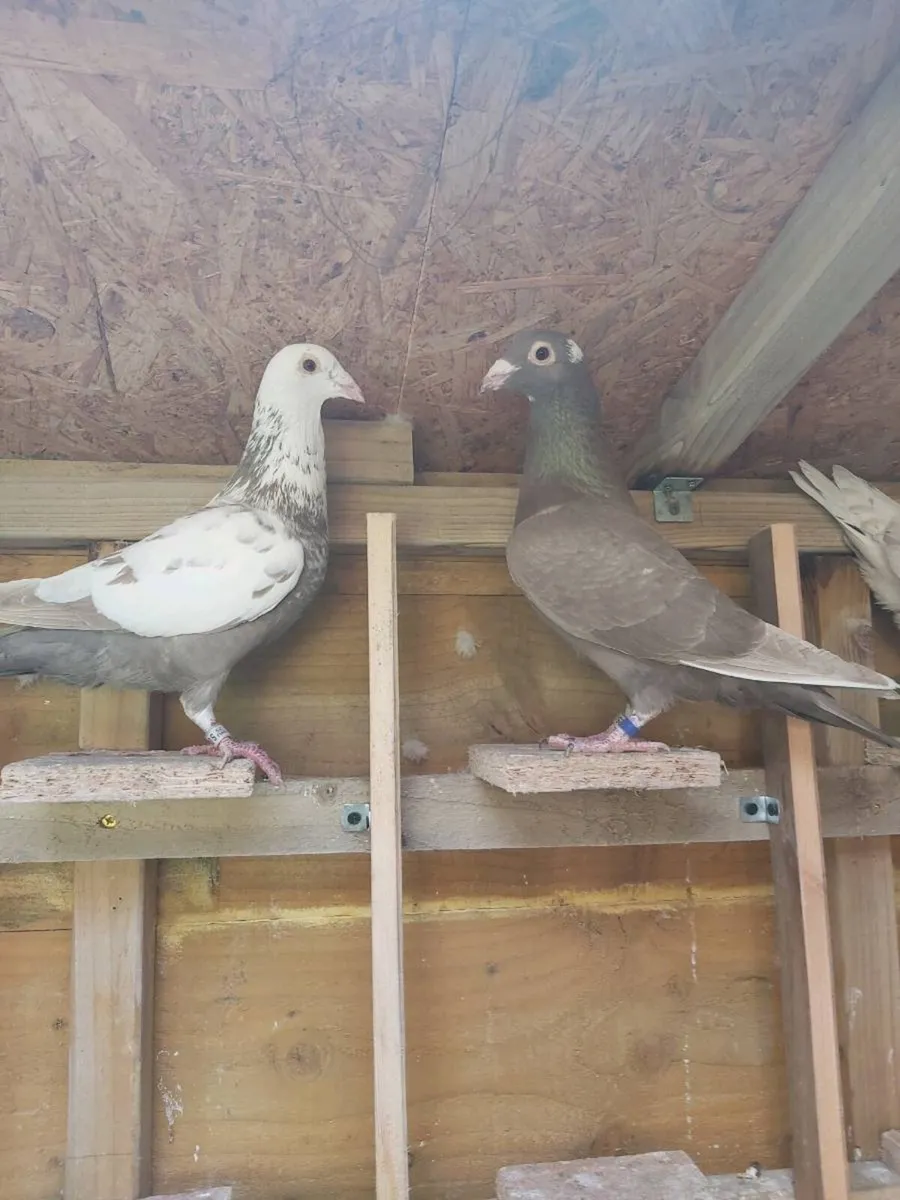 Coloured Racing pigeons - Image 1