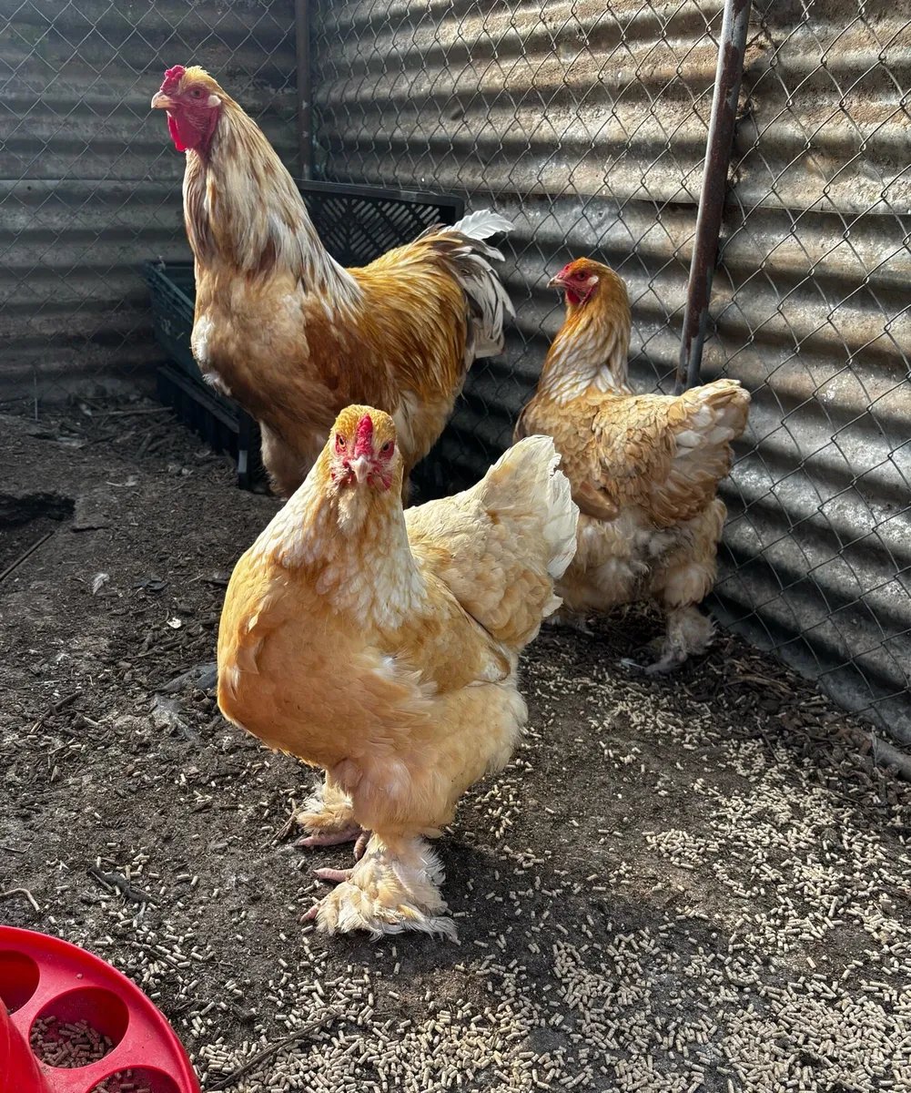 Hatching eggs - Image 4