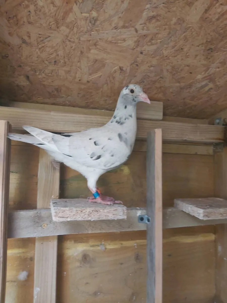 Coloured Racing pigeons - Image 3