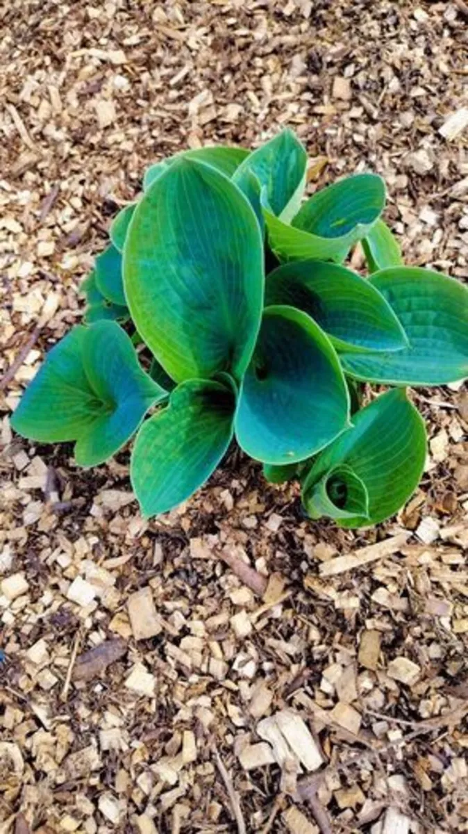 Giant Blue Hosta