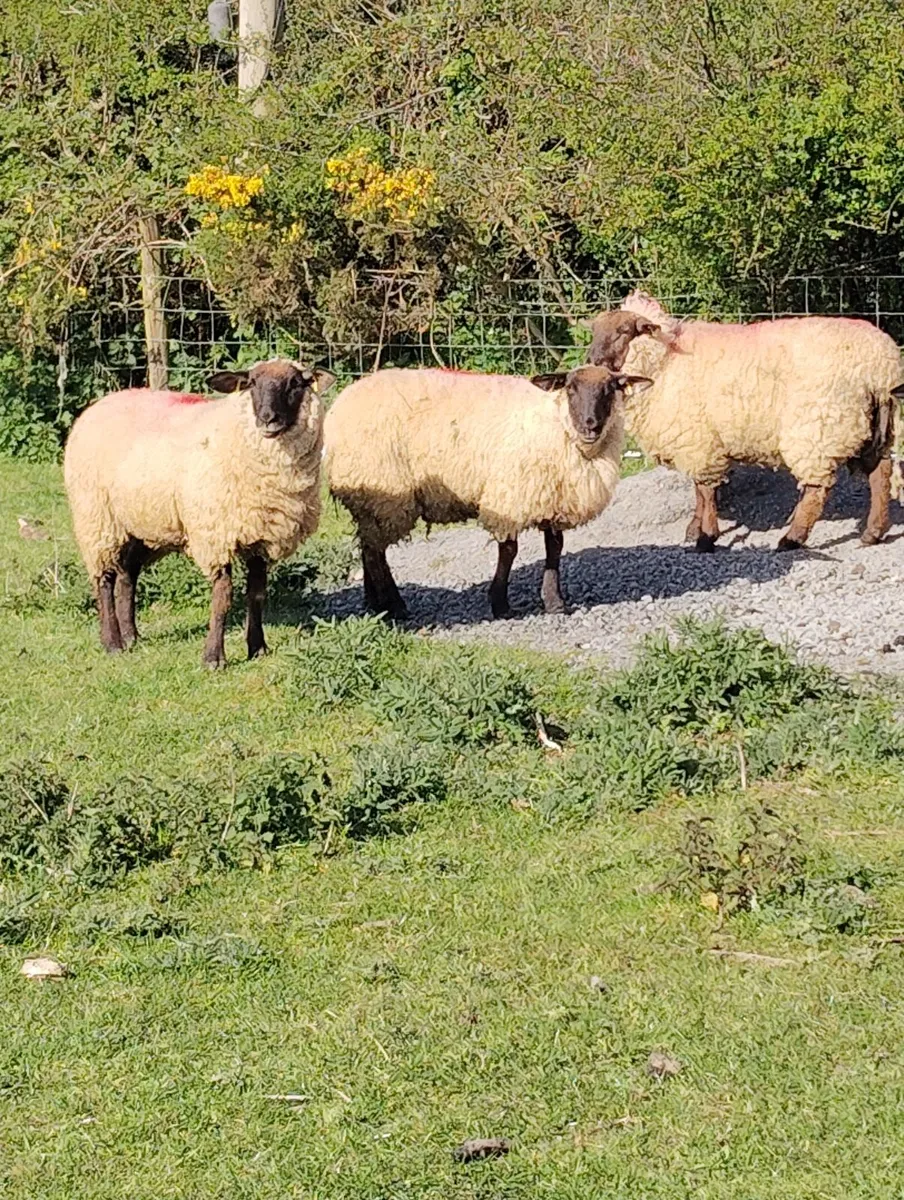 Ewe Hoggets - Image 2