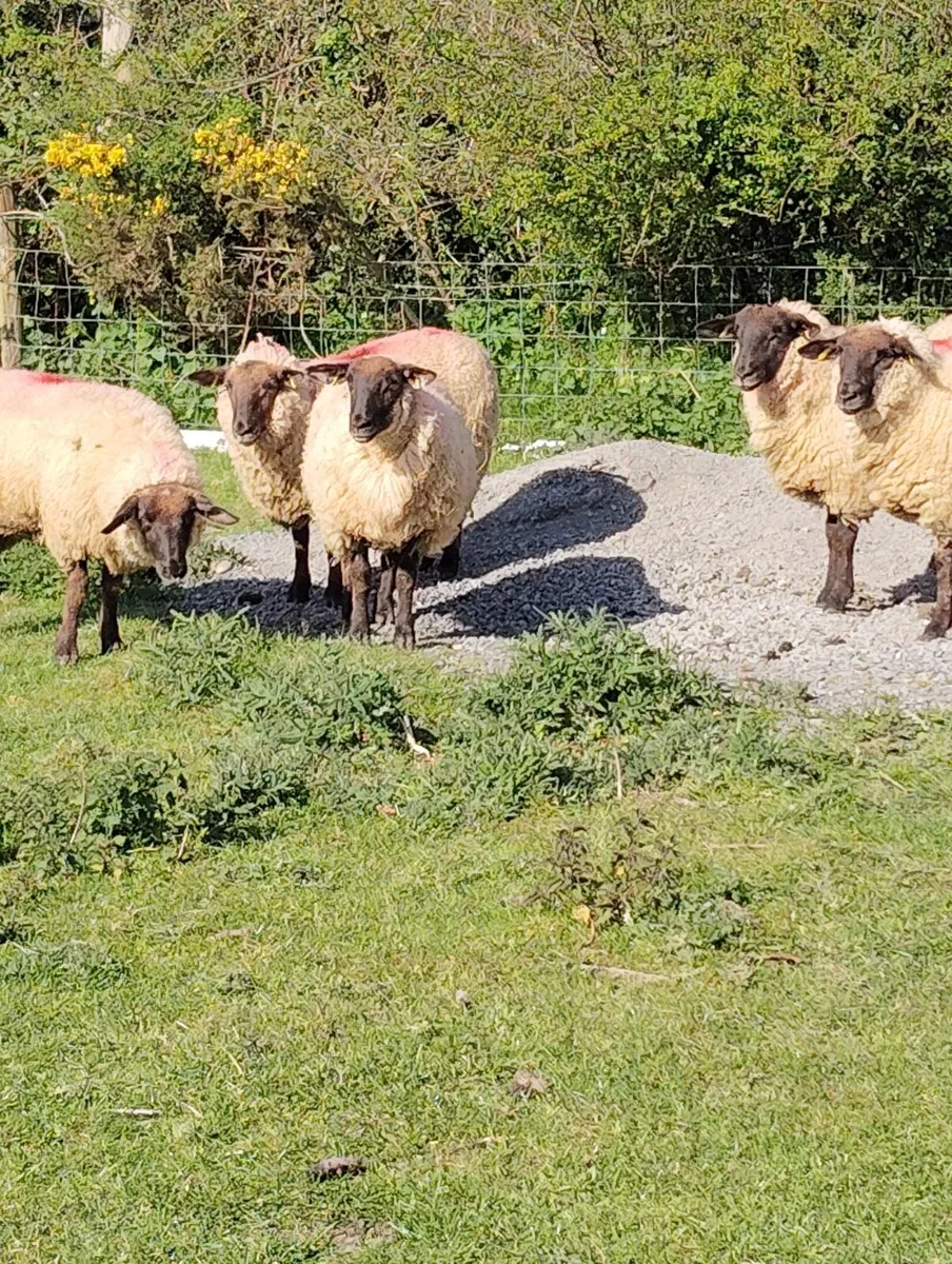 Ewe Hoggets - Image 3