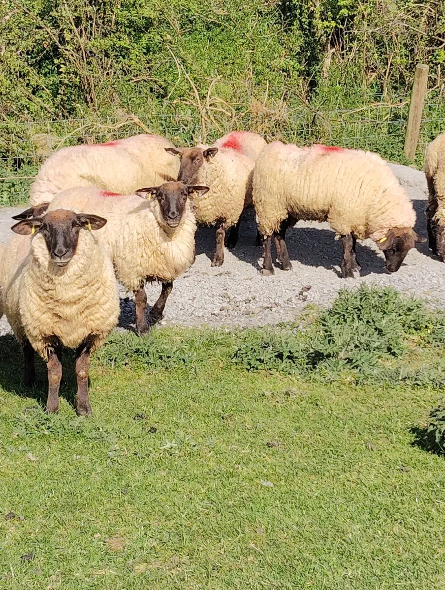 Ewe Hoggets - Image 4