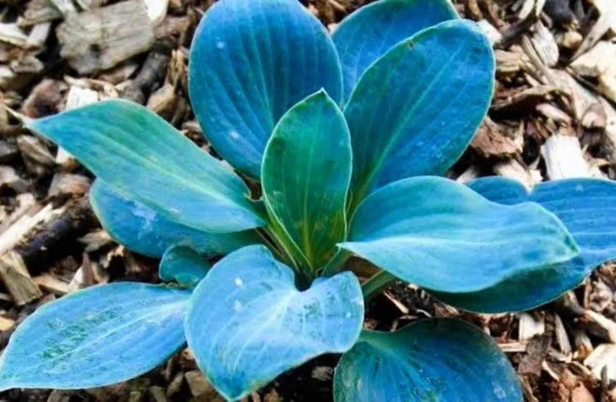 Baby Blue Hosta