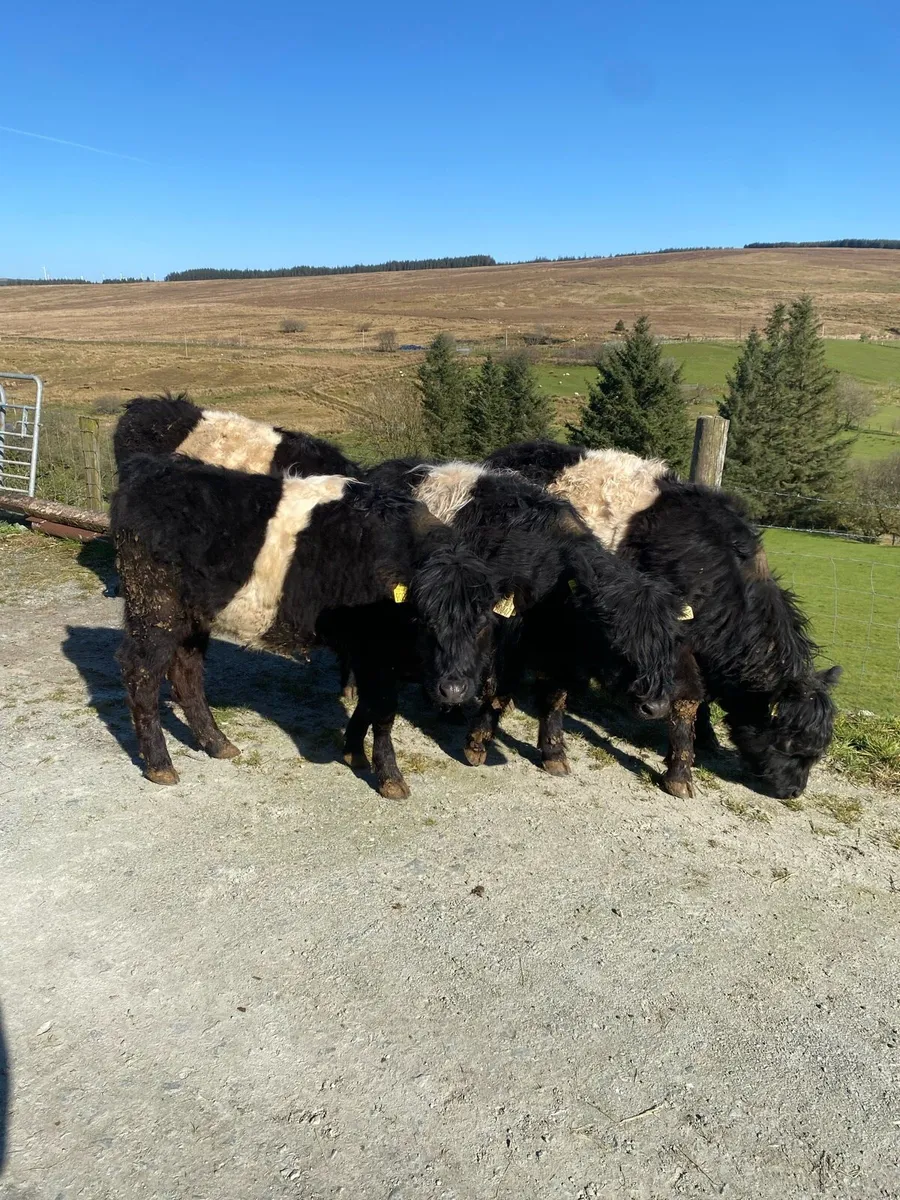 Belted Galloway heifers - Image 1