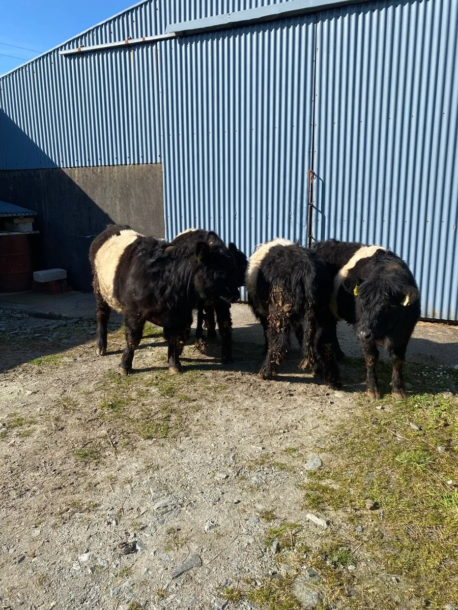 Belted Galloway heifers - Image 2