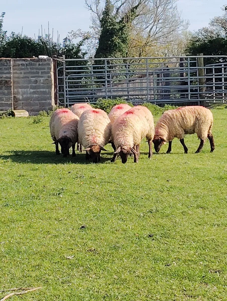 Ewe Hoggets - Image 1