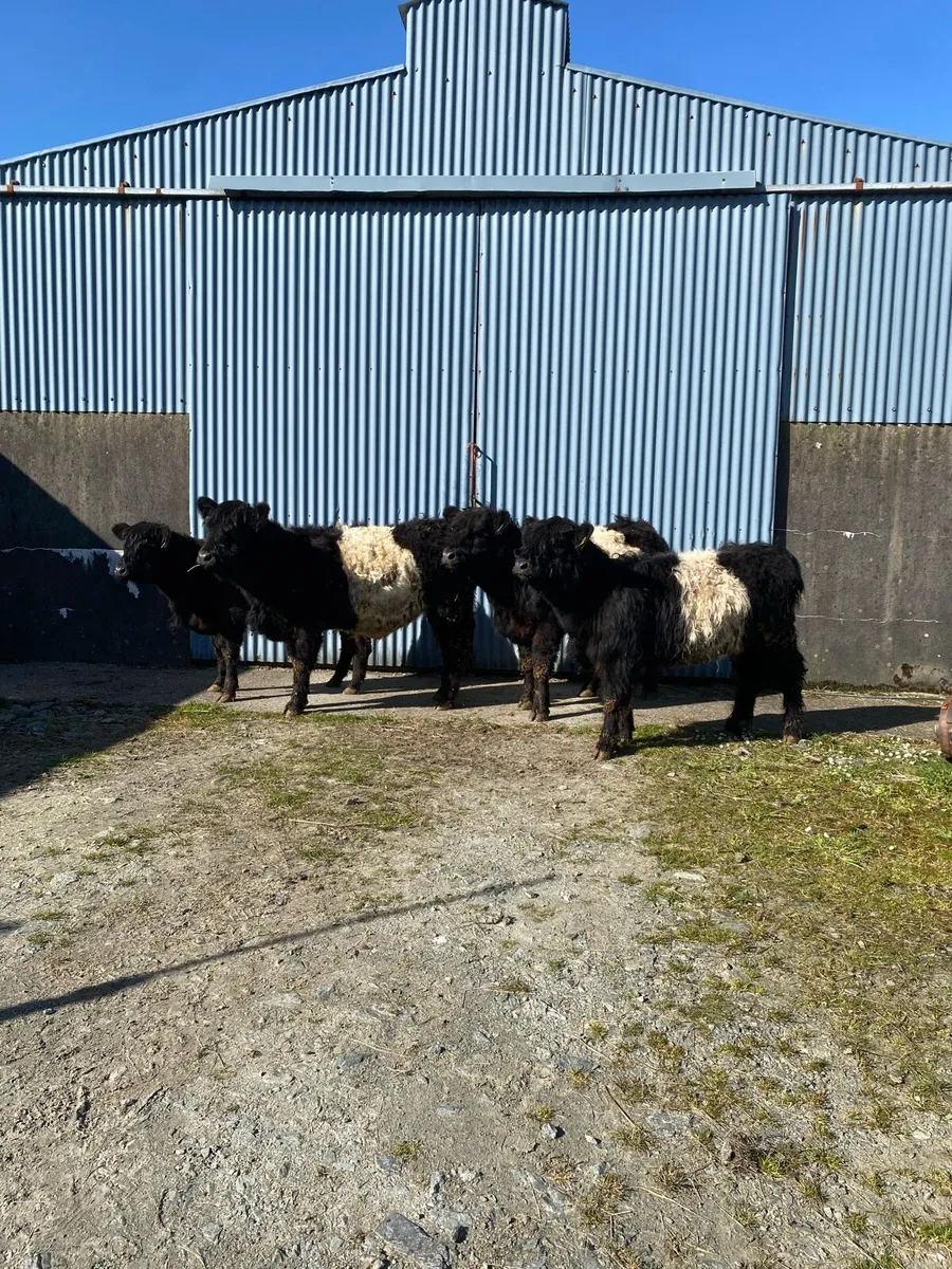 Belted Galloway heifers - Image 3