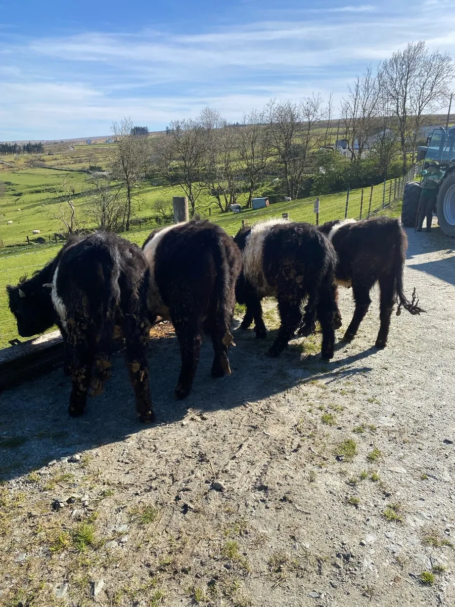 Belted Galloway heifers - Image 4