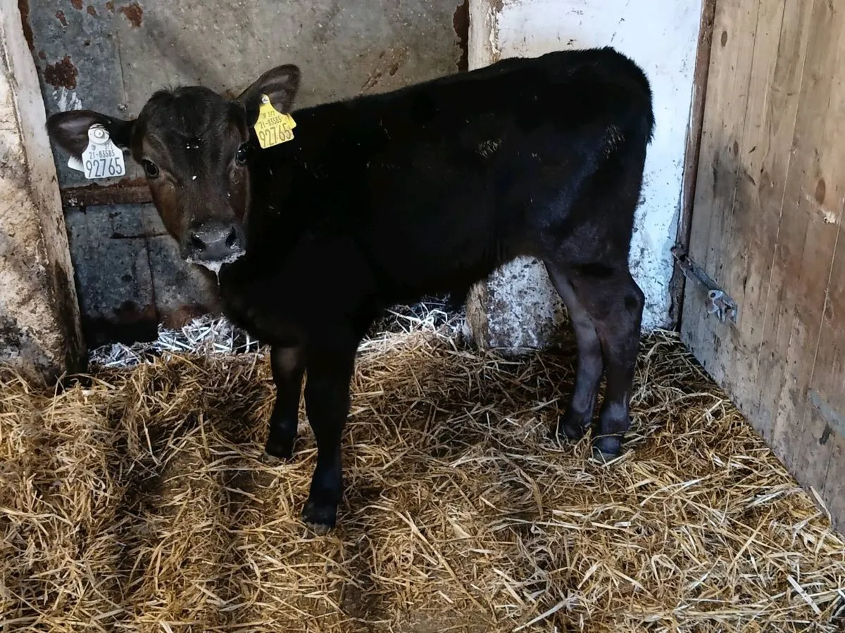 AA BULL CALF