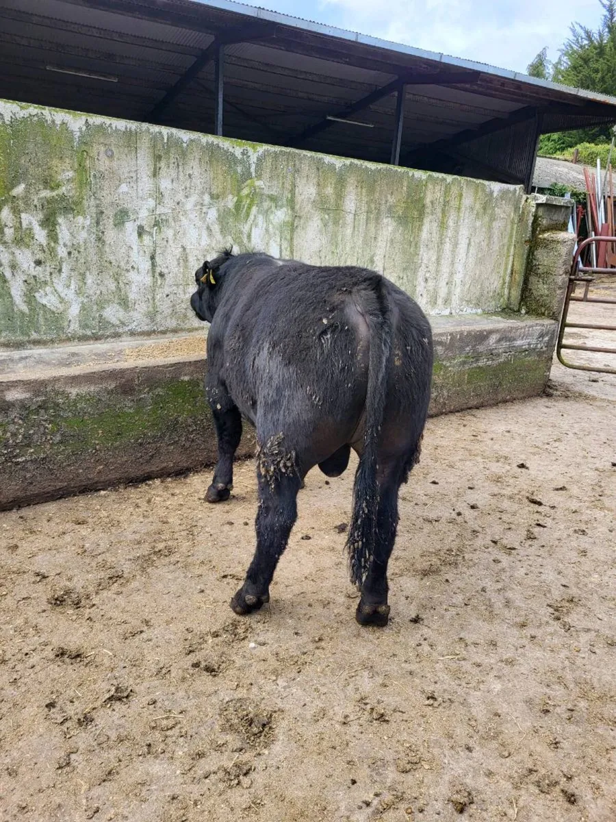 Selection of Pbr AA Bulls - Image 1