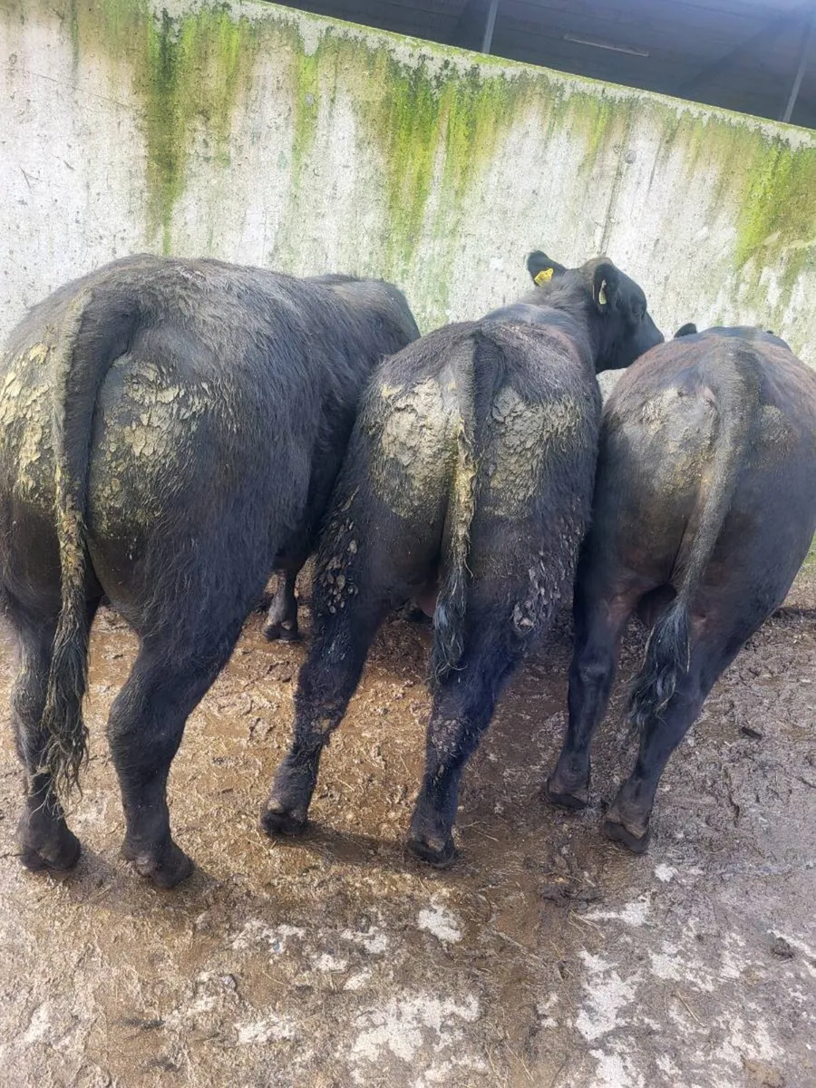 Selection of Pbr AA Bulls - Image 2