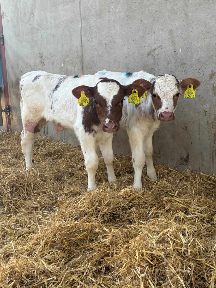 4 Beef Shorthorn Bull Calves - Image 2