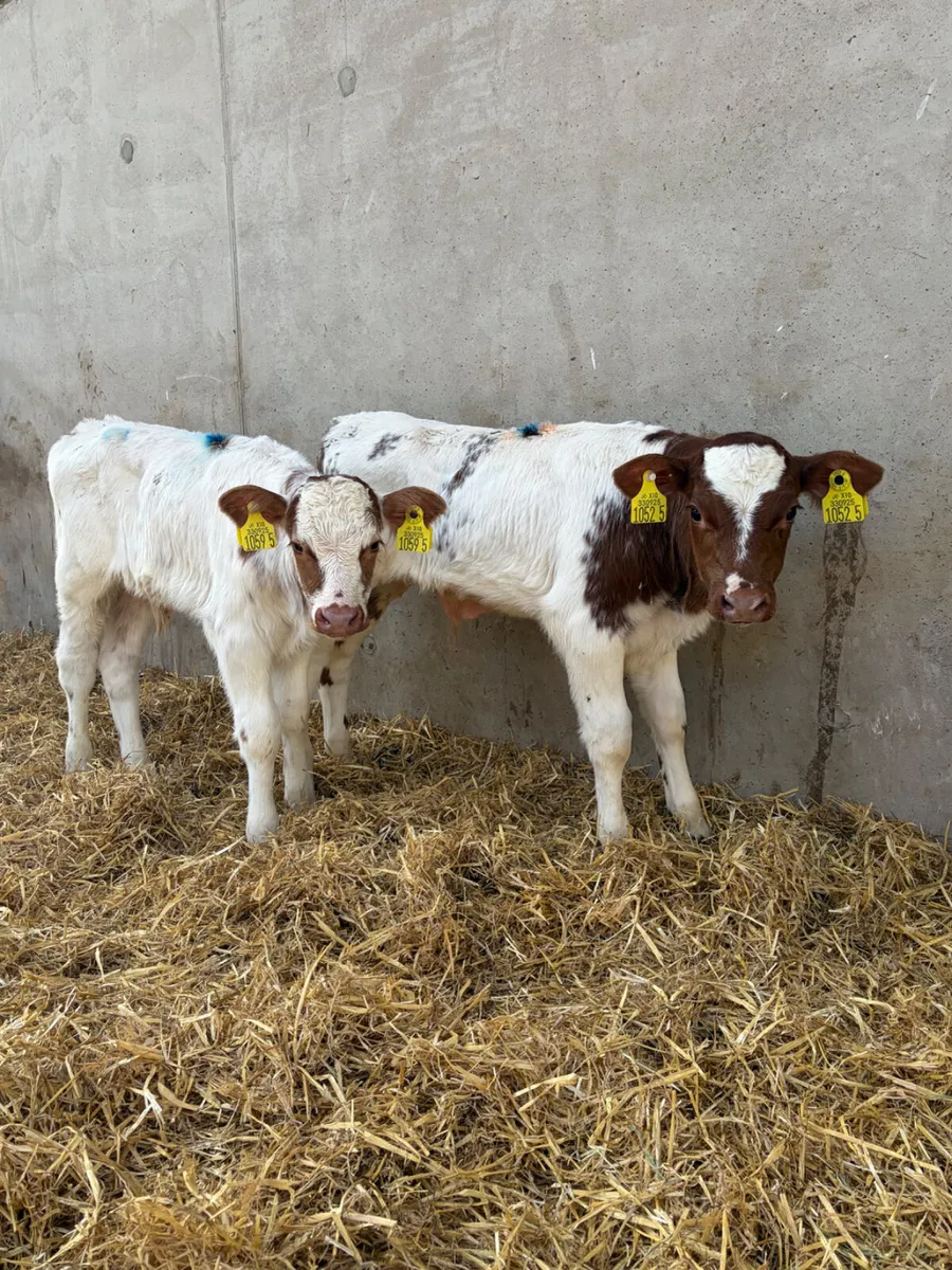 4 Beef Shorthorn Bull Calves - Image 4