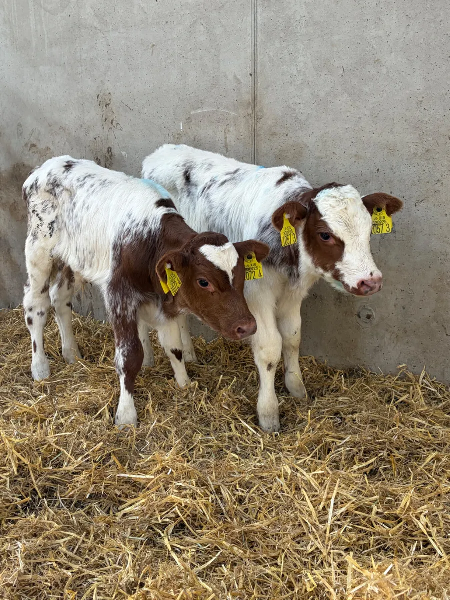 4 Beef Shorthorn Bull Calves - Image 1