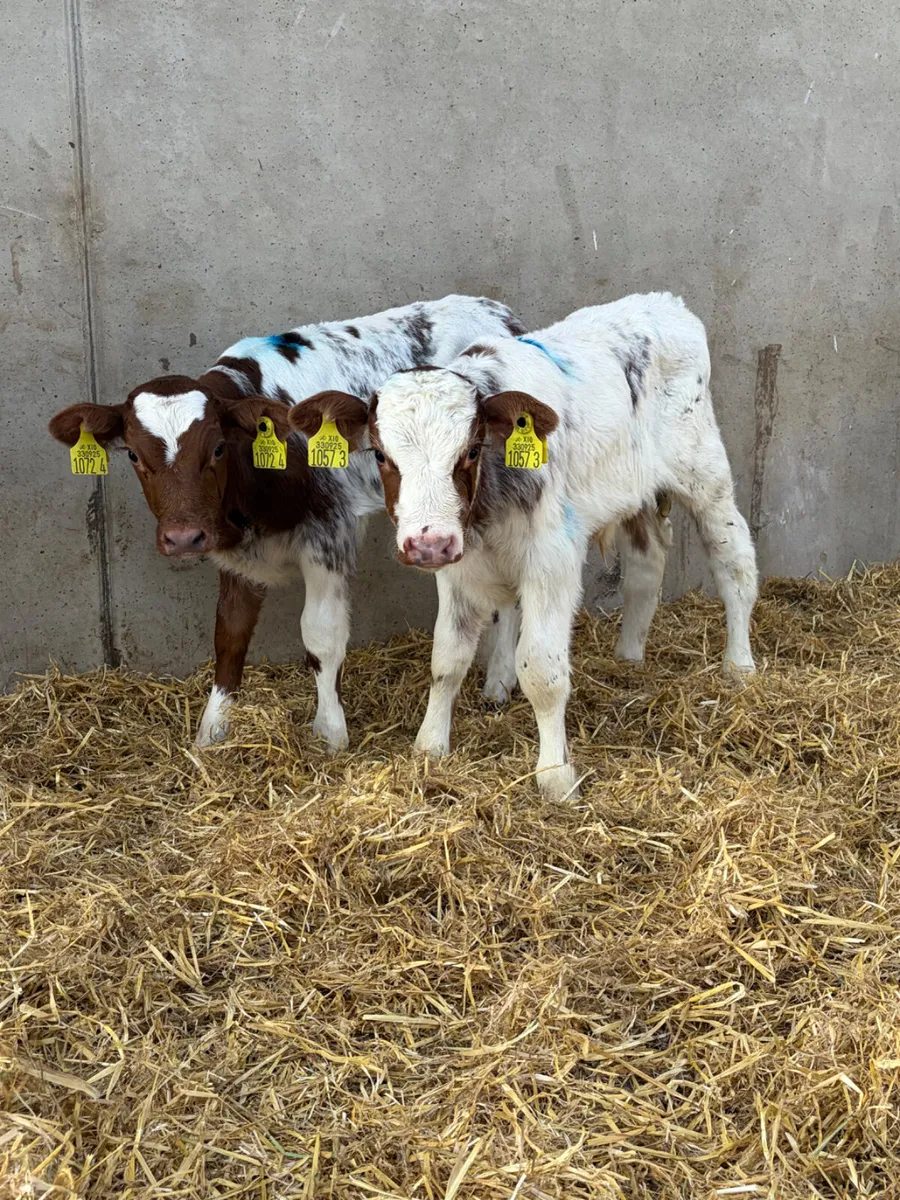 4 Beef Shorthorn Bull Calves - Image 3