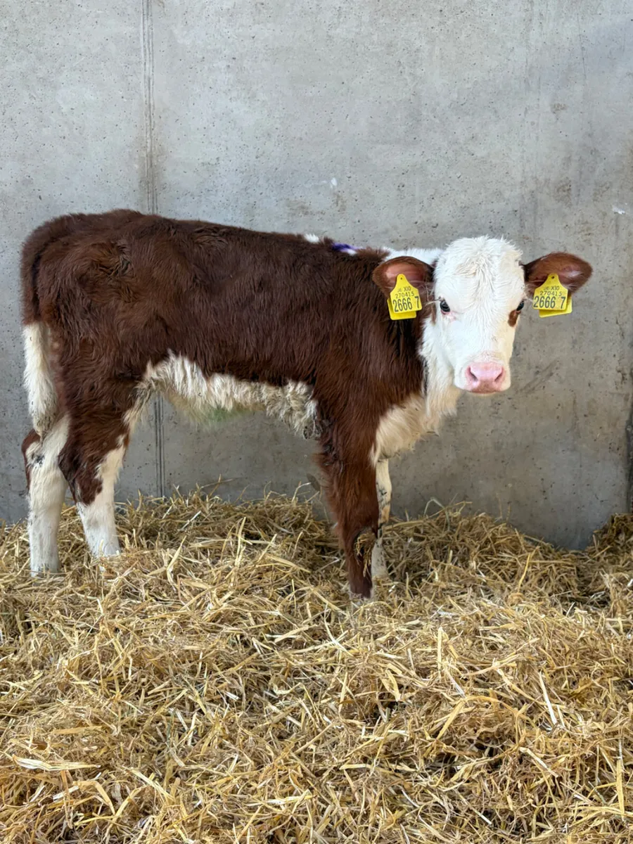 Red White Head Heifer Calf
