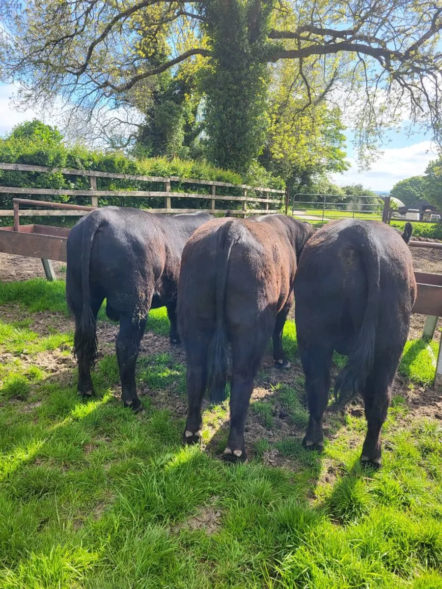 Selection of Pbr AA Bulls - Image 3