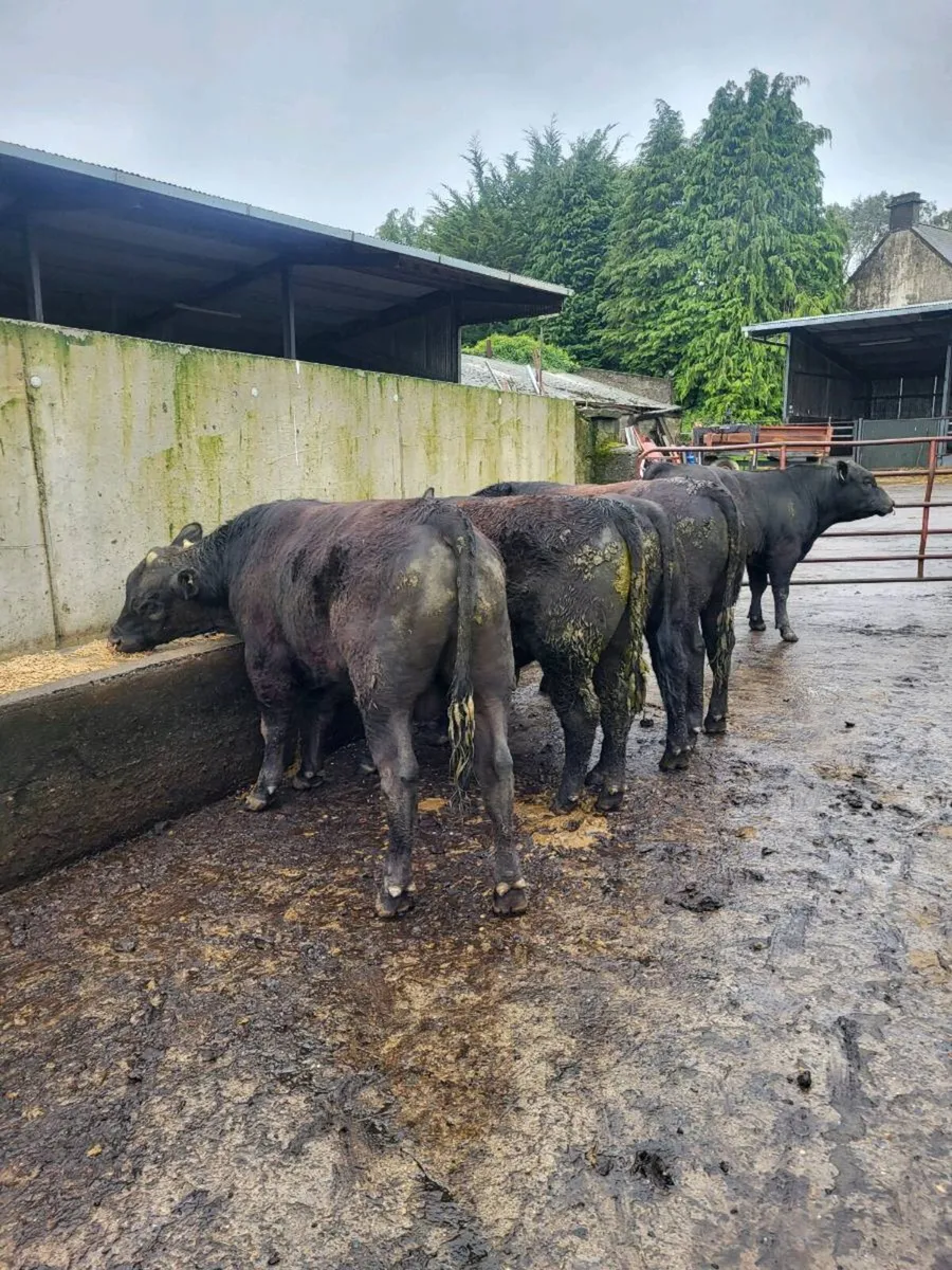 Selection of Pbr AA Bulls - Image 4