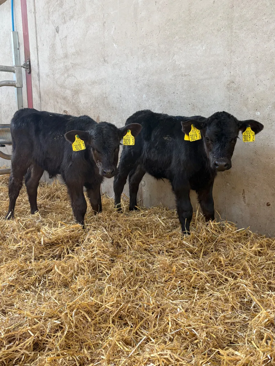 3 Angus Heifer Calves - Image 2