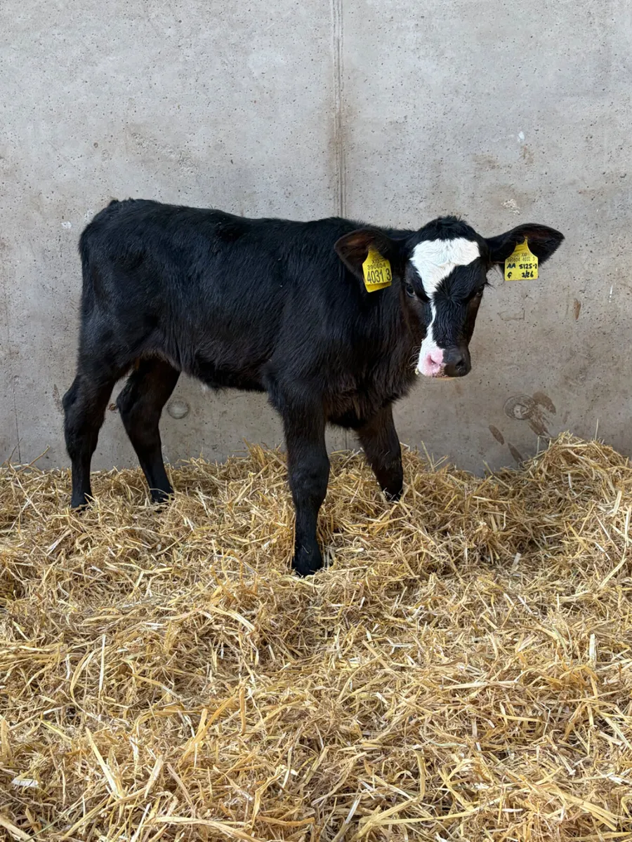 3 Angus Heifer Calves - Image 1