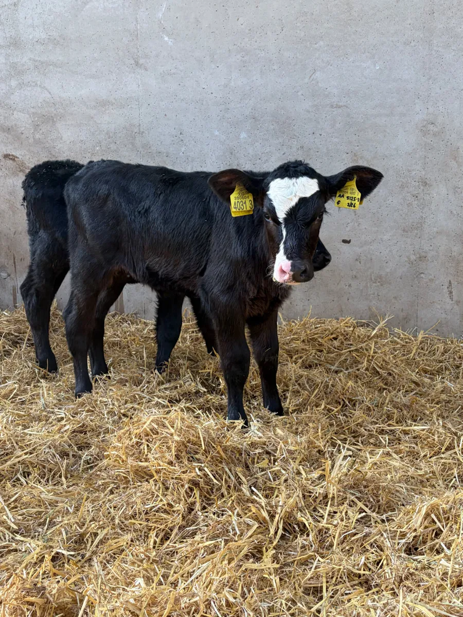 3 Angus Heifer Calves - Image 4