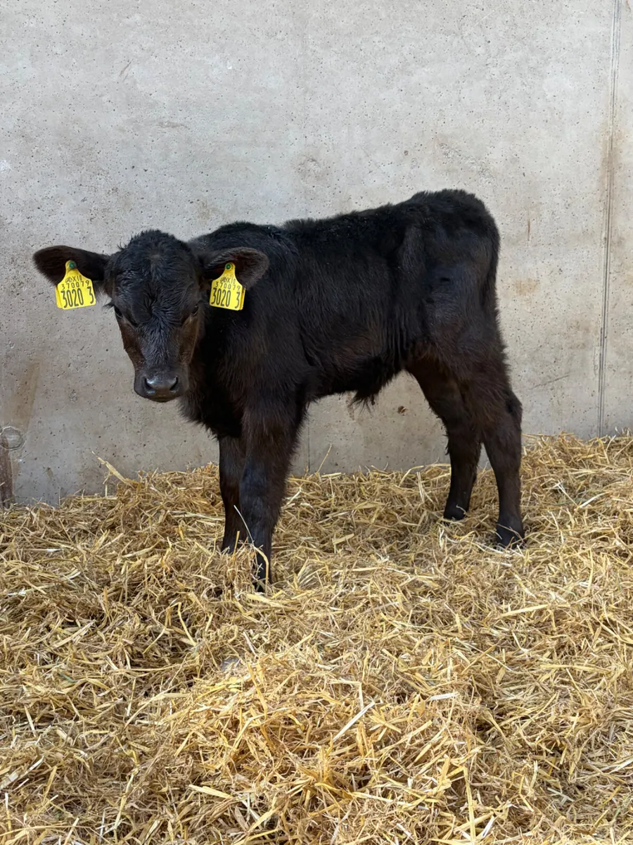 3 Angus Heifer Calves - Image 3