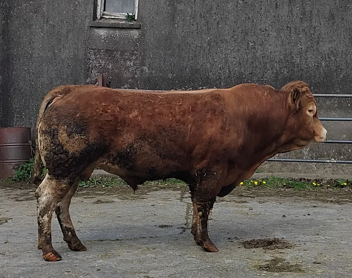 Limousine bull - Image 1