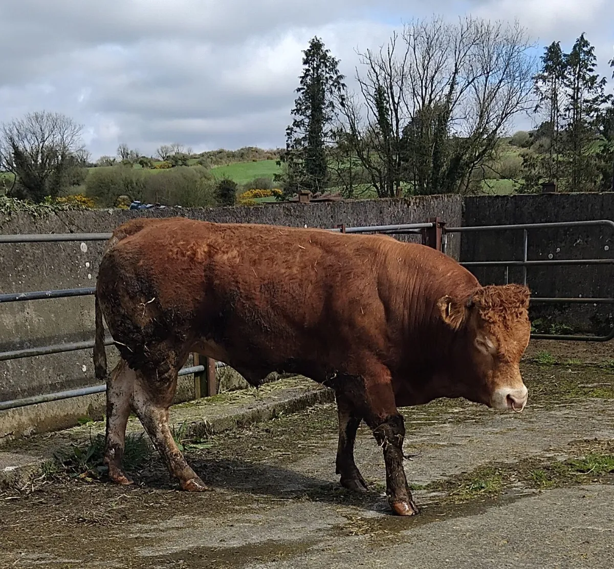 Limousine bull - Image 2