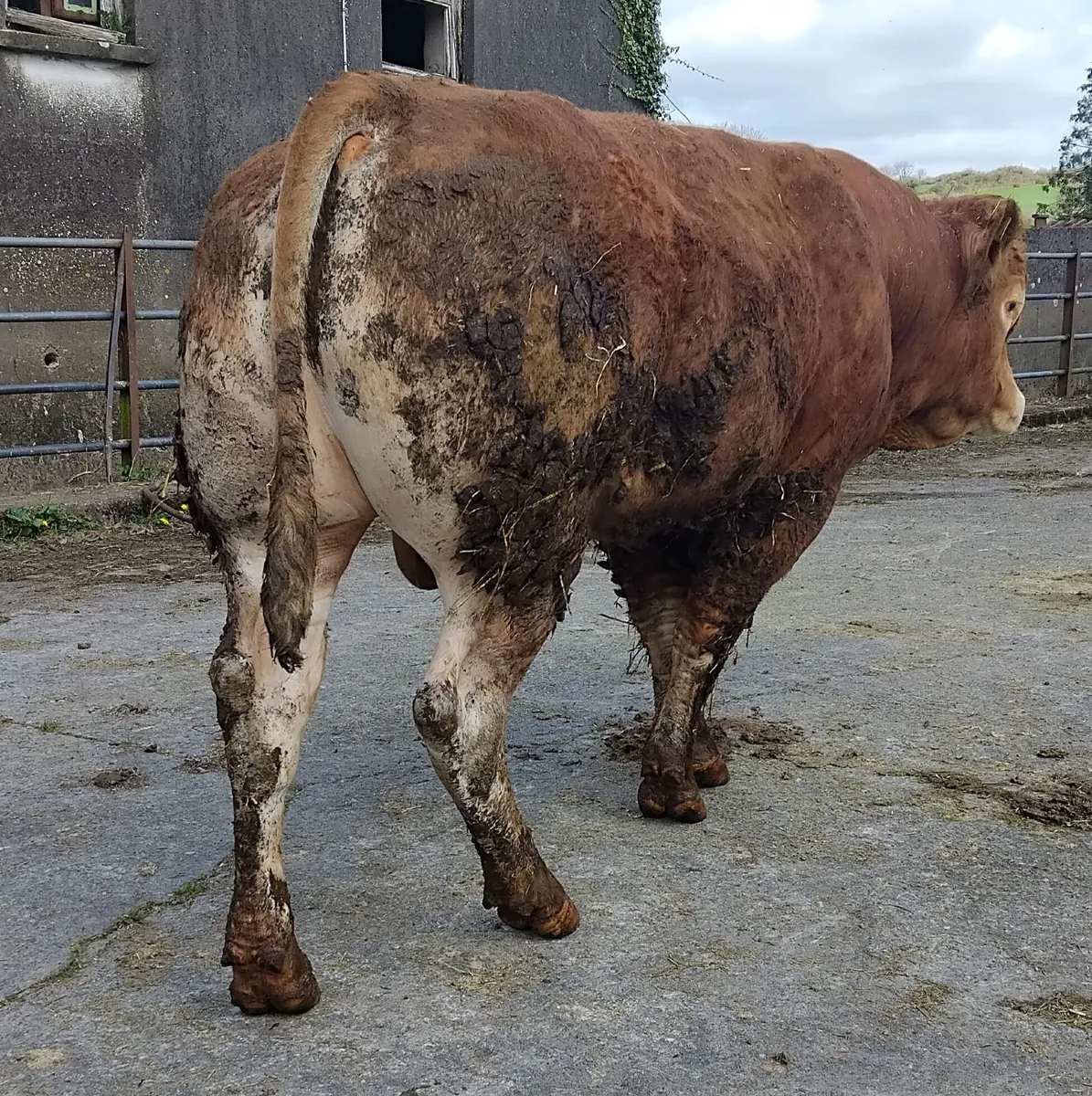 Limousine bull - Image 4