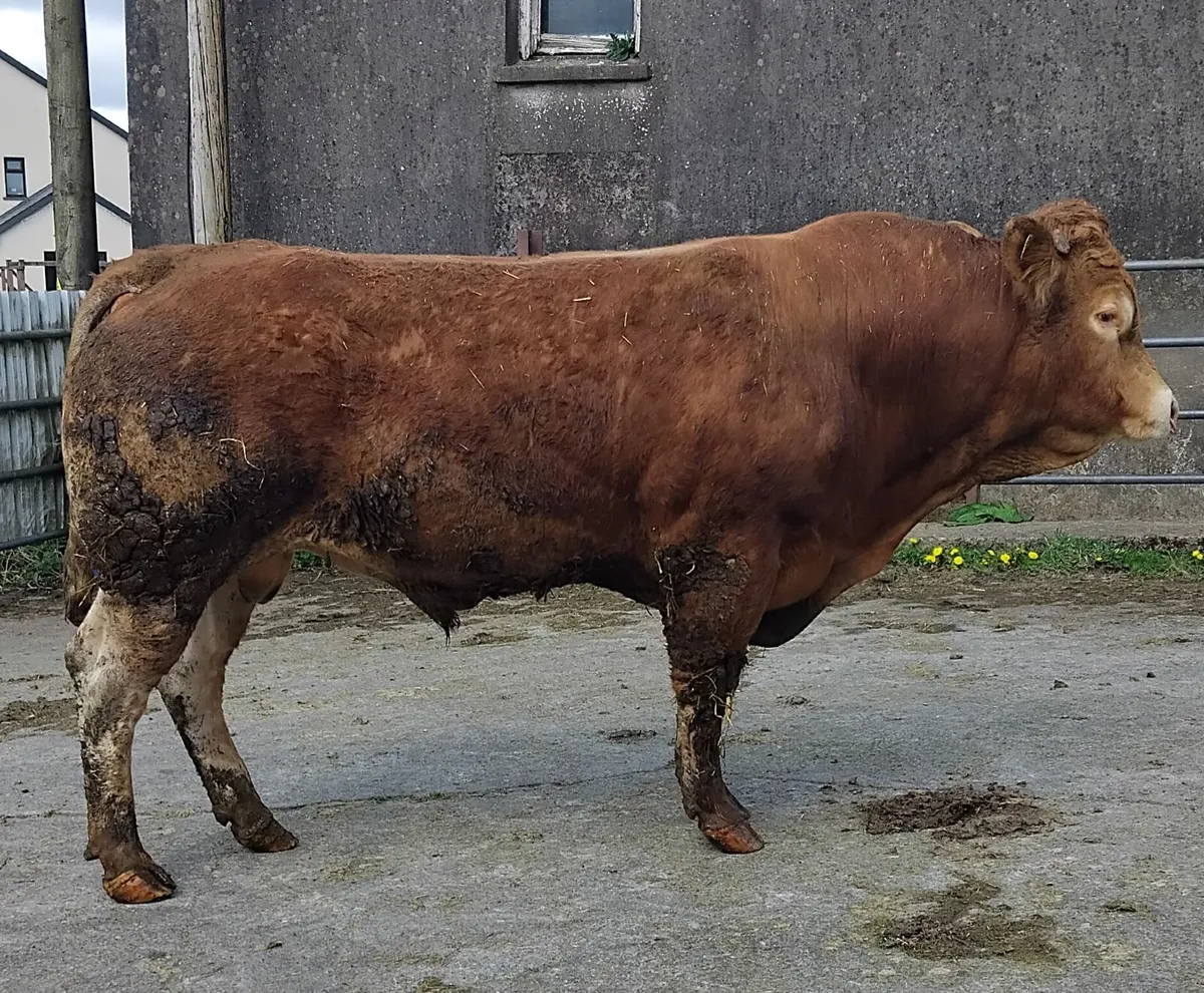 Limousine bull - Image 3