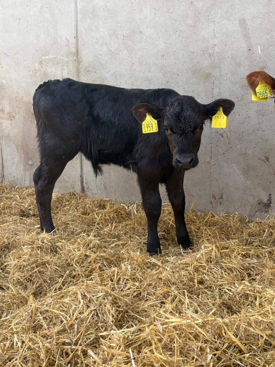 2 Super Bull Calves - Image 2