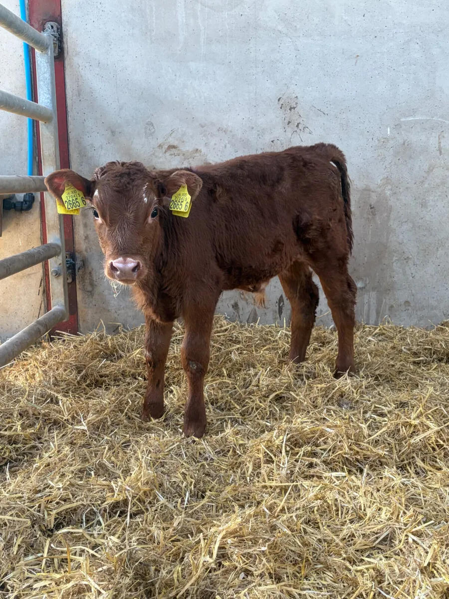 2 Super Bull Calves - Image 1