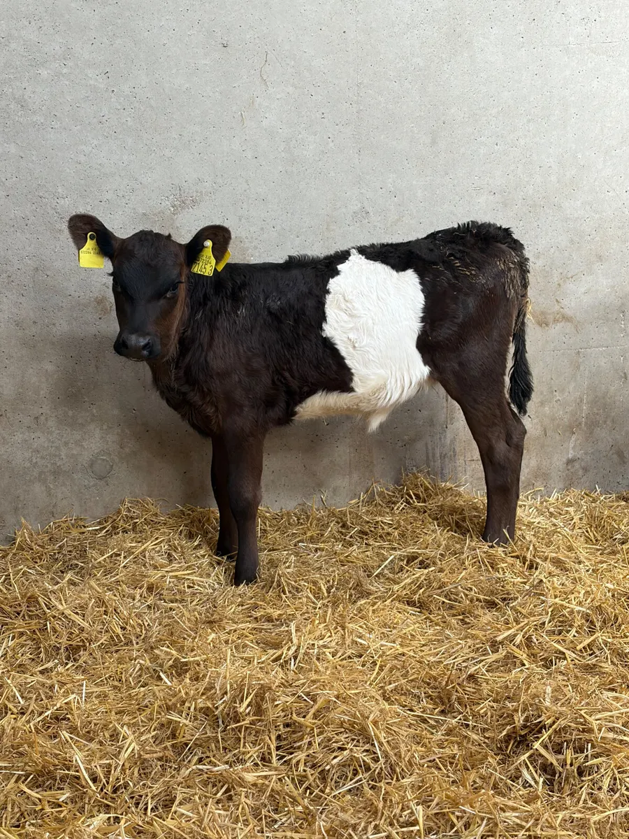 Belted Galloway Heifer Calf