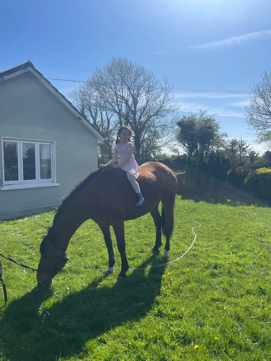 15.2 draught x ish - Image 1