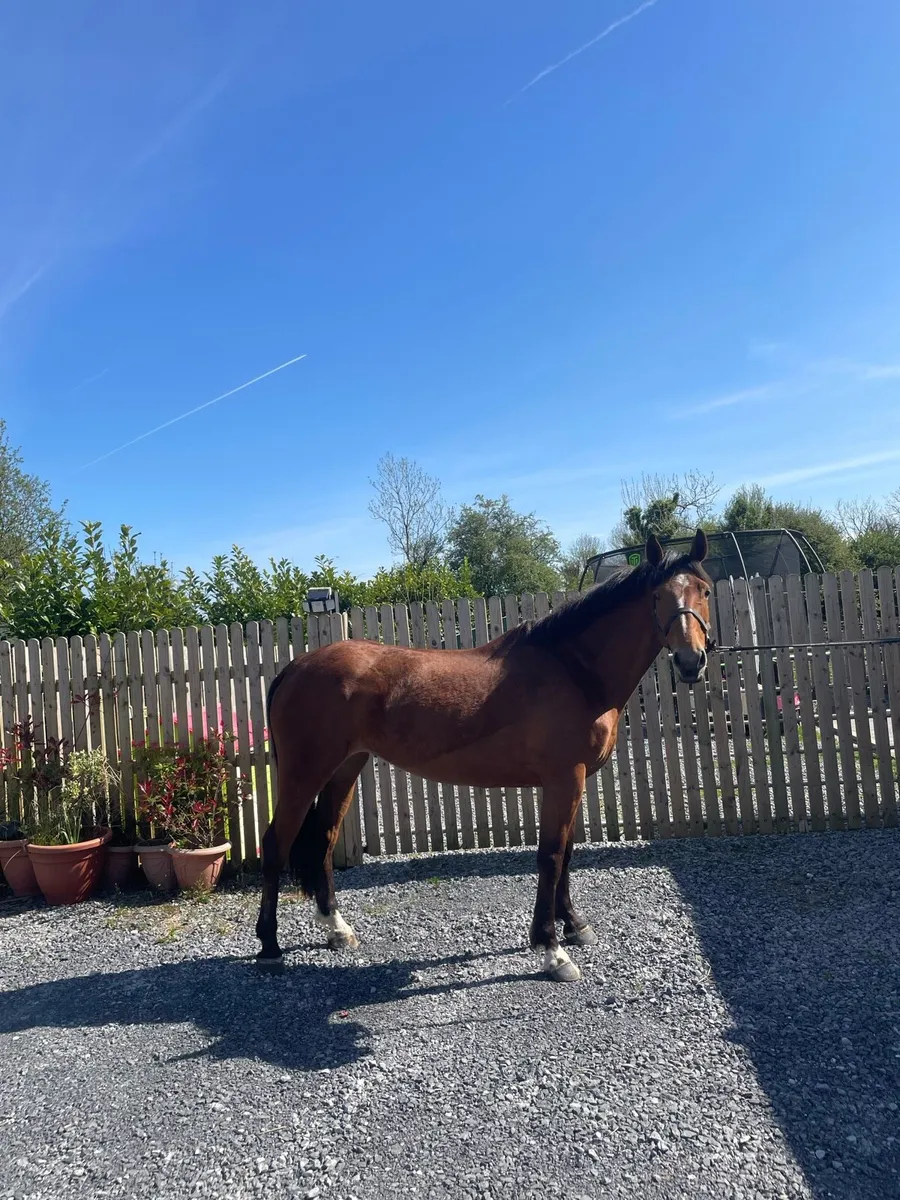 15.2 draught x ish - Image 2