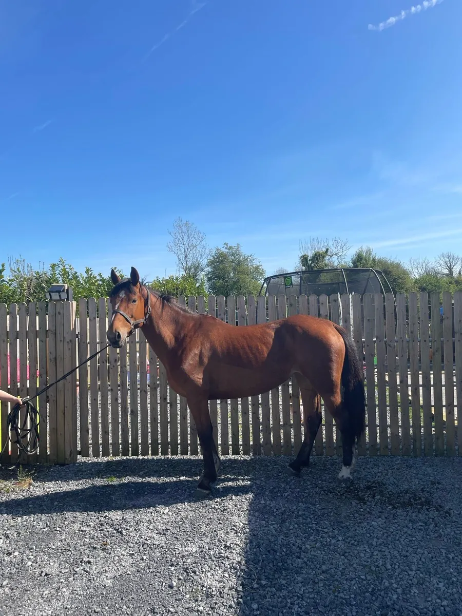 15.2 draught x ish - Image 3