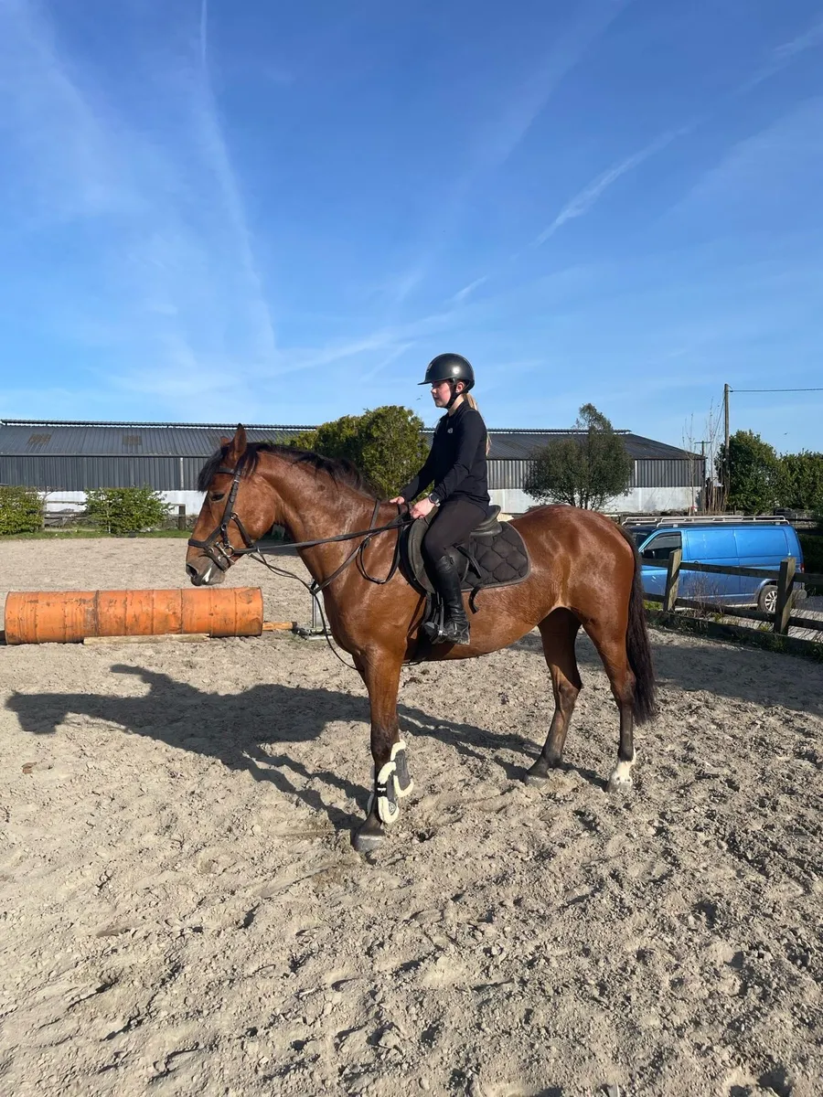 15.2 draught x ish - Image 4