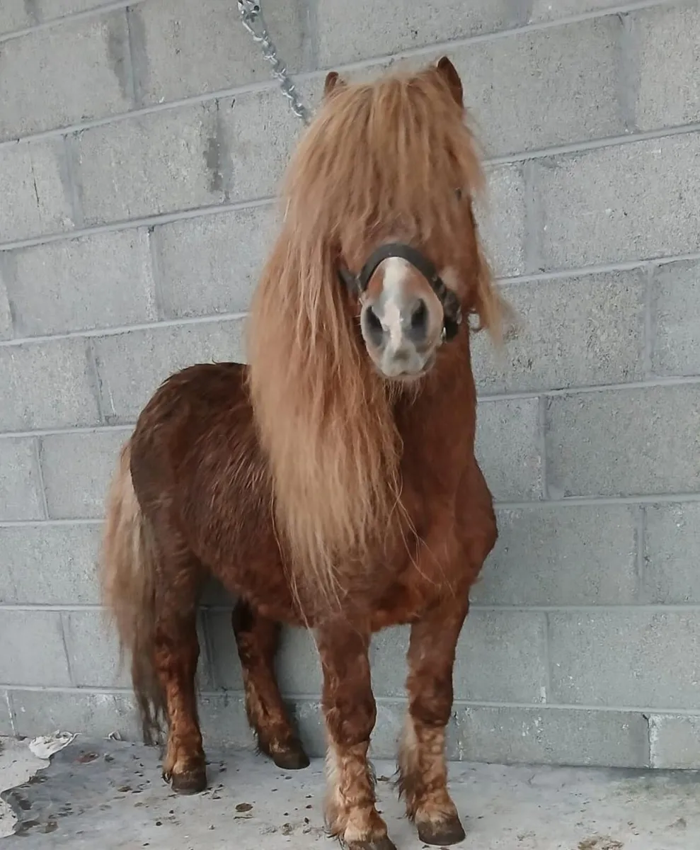 Small stallion/teaser pony - Image 1