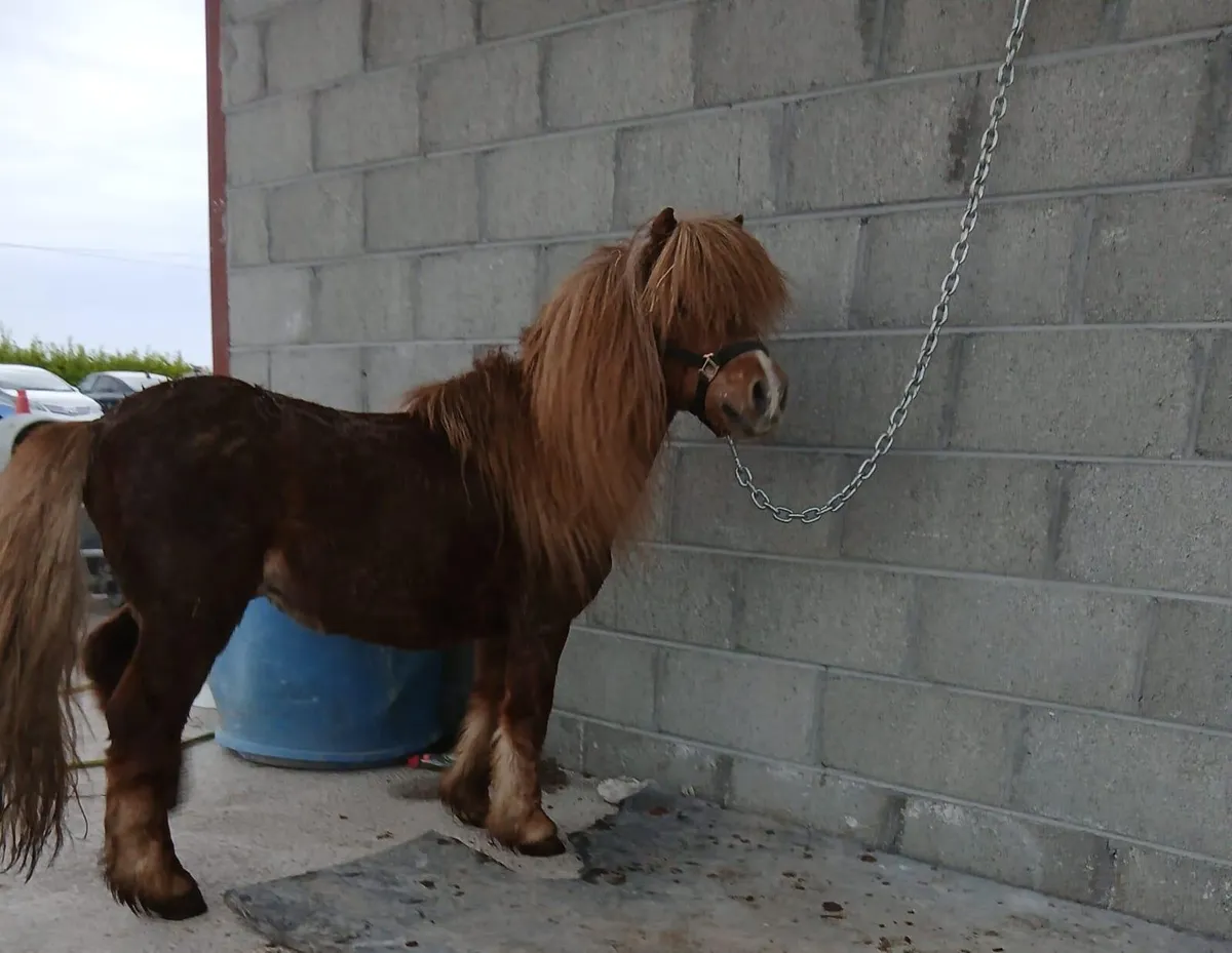 Small stallion/teaser pony - Image 2