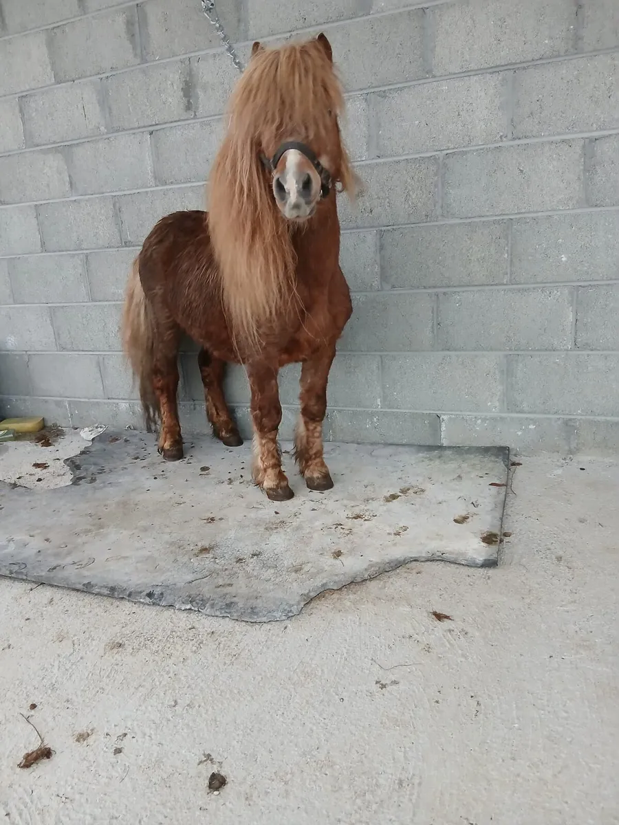 Small stallion/teaser pony - Image 3